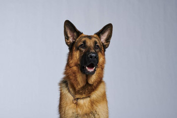 迪塞尔·冯·博金沃尔德