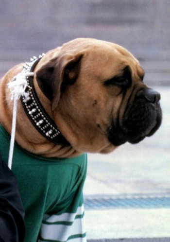 巴特卡斯·史泰龙