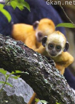 白头叶猴最后的家园