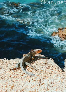波多黎各岛的魅力