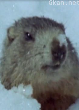 传奇:科普你不知道的事实真相