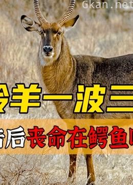 倒霉羚羊遭遇野狗跳入河中,被河马的攻击后,转眼丧命在鳄鱼嘴里