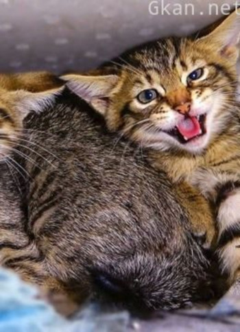 宠物暖心故事,总有一集能触碰到你内心的柔软