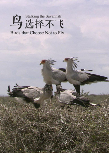 鸟选择不飞