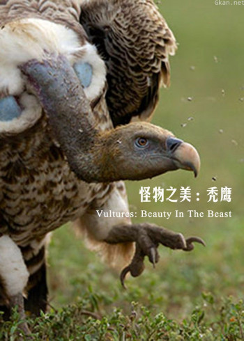 怪物之美:秃鹰