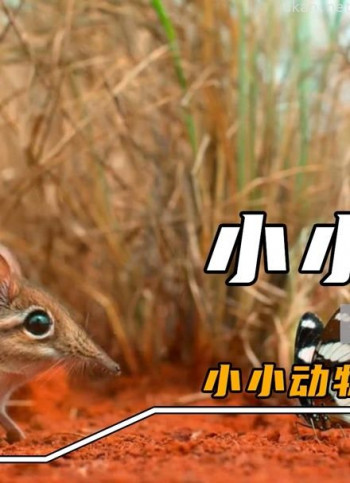 小小动物大大本领