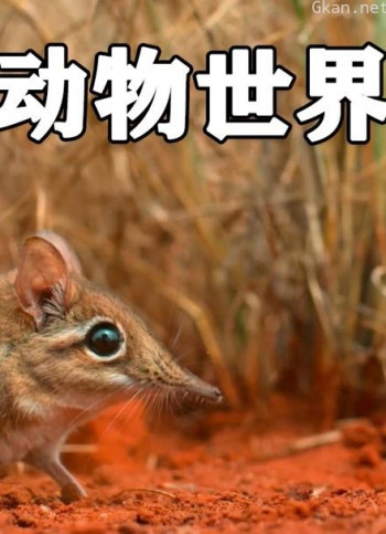 动物世界,动野生动物,动物,大自然