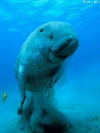 美人鱼之景:莫顿湾儒艮