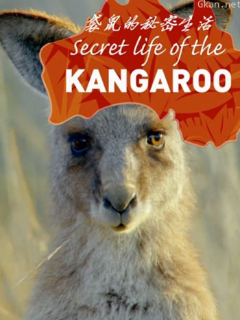 袋鼠的秘密生活