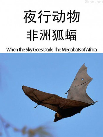 夜行动物:非洲狐蝠