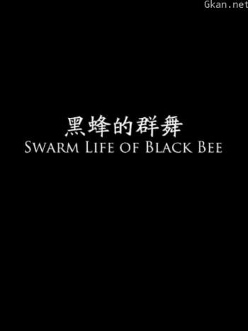 黑蜂的群舞