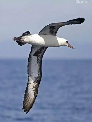 飞翔的信天翁!大迁移计划