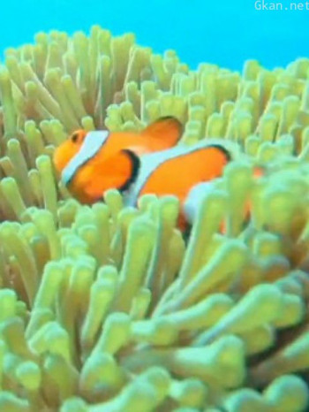 自然奇境 第九季