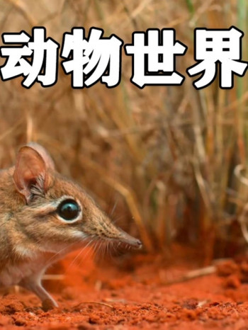 动物世界,动野生动物,动物,大自然