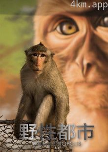 野性都市普通话