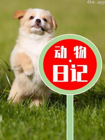 动物日记