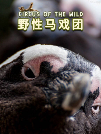 野性马戏团