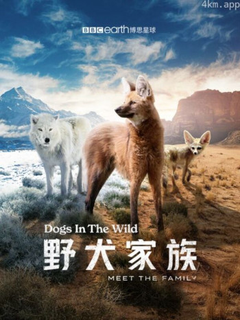 野犬家族