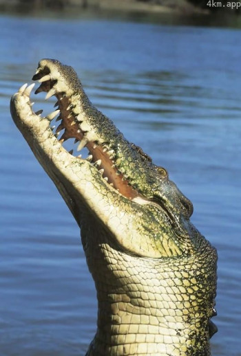 恐怖巨鳄：食人怪