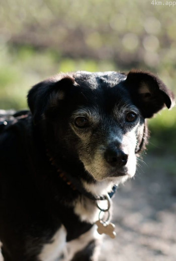 柯迪：不再流浪