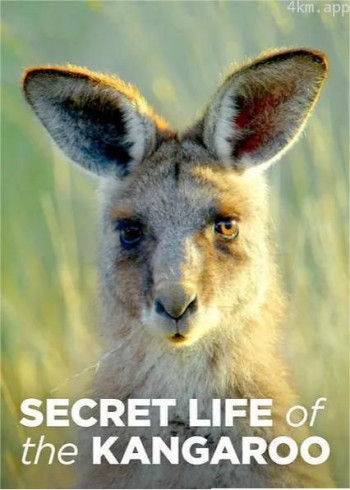 袋鼠的秘密生活 第一季