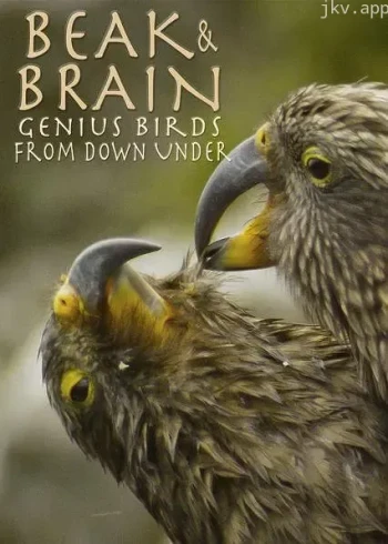 喙与脑：使用工具的鸟类