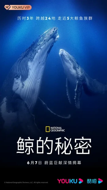 鲸的秘密
